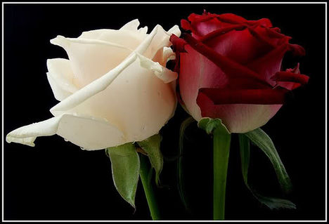 white and redrose