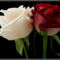 white and redrose
