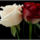 White_and_redrose_574028_96048_t
