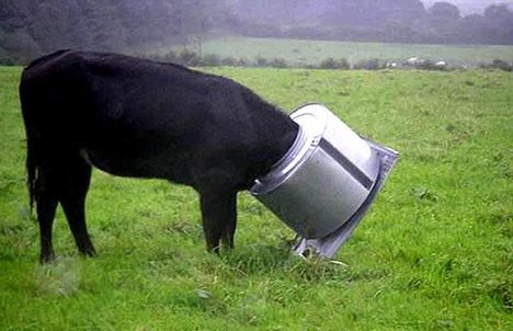 cow-washing-machin
