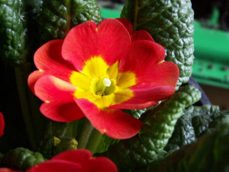 Kankalin - Primula vulgaris