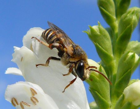 Méhecske és a virág