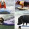 surfing-animals