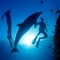 Deep_Sea_3D_-_Dolphin_Discovery