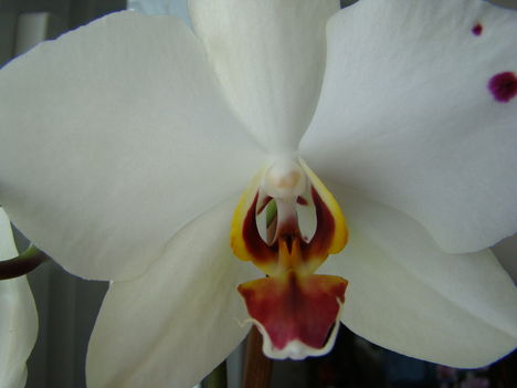 joe orchideái 10