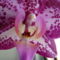 joe orchideái 11