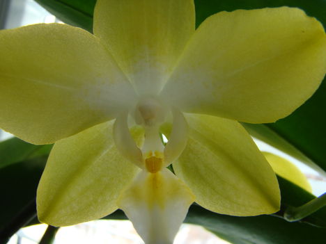 joe orchideái 12