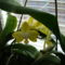 joe orchideái 1