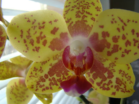 joe orchideái 5