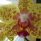 joe orchideái 5