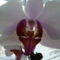 joe orchideái 6