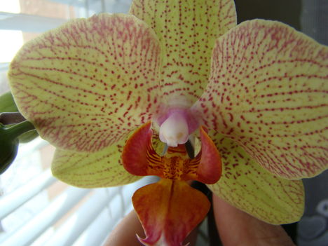 joe orchideái 7