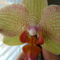 joe orchideái 7