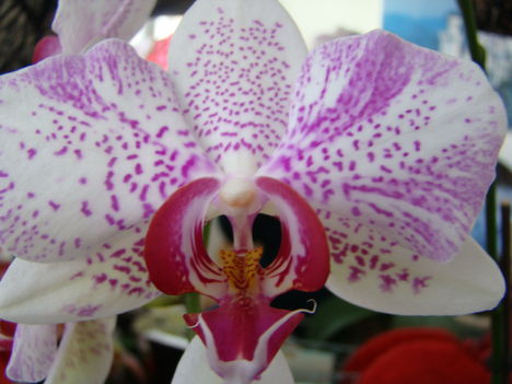 joe orchideái 8