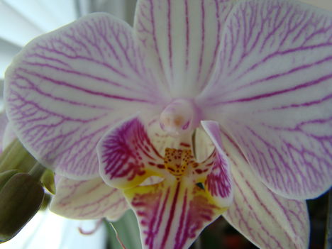 joe orchideái 9