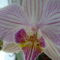 joe orchideái 9