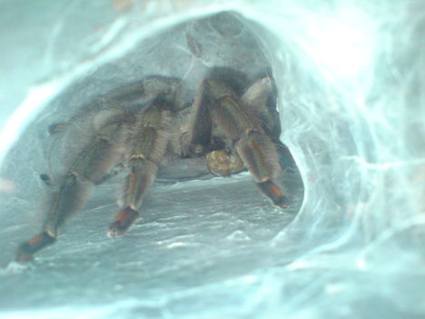 Psalmopoeus cambridgei ebédel :D