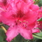 Rhododendhron virág