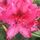 Rhododendhron_virag_57904_872211_t