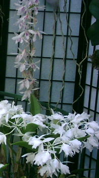 Futo orchidea