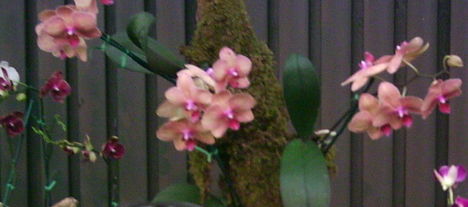 Orchidea kialitas