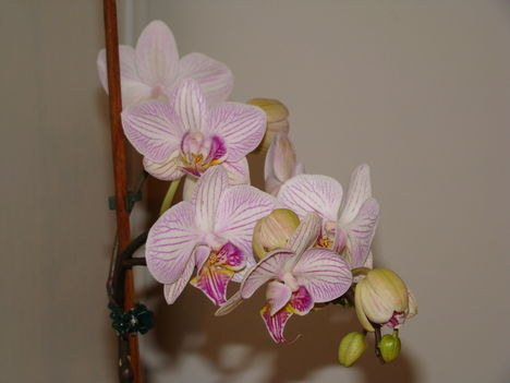orchideák 2010 2