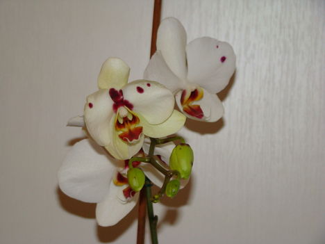 orchideák 2010 3