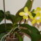 orchideák  5