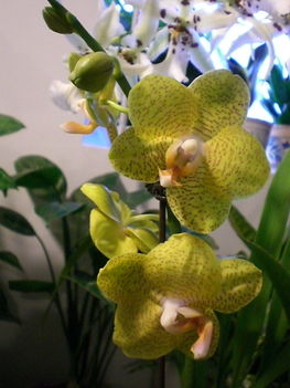 4 inch orchid
