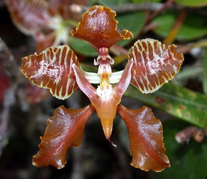 Gyonyoru orchideak 1