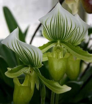 Gyonyoru orchideak 2