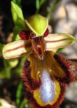 Gyonyoru orchideak 5
