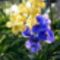 Kék és Sárga orchidea