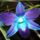 Kek_orchidea_2_582543_83297_t