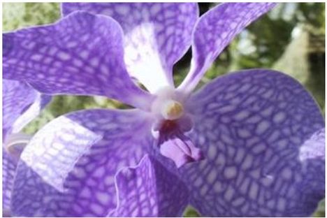 Kek orchidea 3