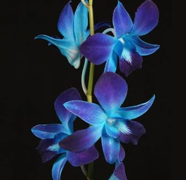 Kek orchidea