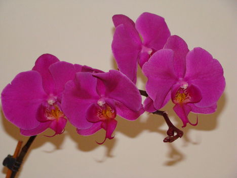 orchideák 2010 1