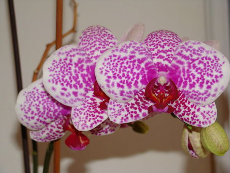 orchideák 2010 2