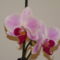 orchideák 2010 3