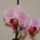 Orchideak_2010_3-001_582140_57903_t