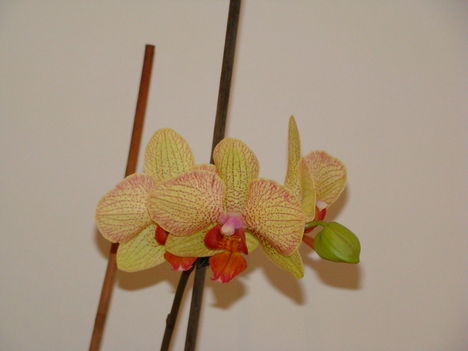orchideák 2010 4