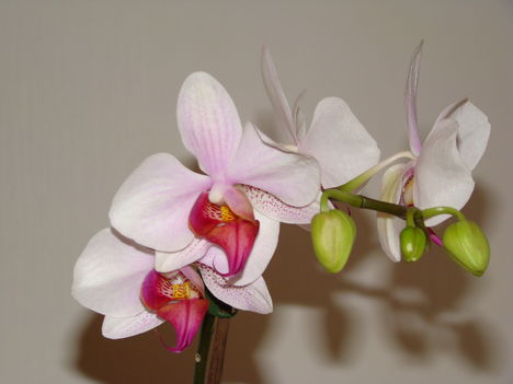 orchideák 2010 5