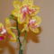 orchideák 2010 6