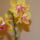 Orchideak_2010_6_582143_13118_t