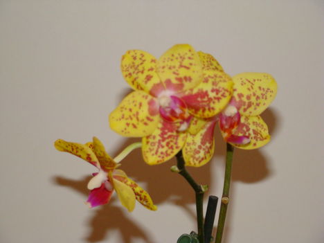 orchideák 2010 7