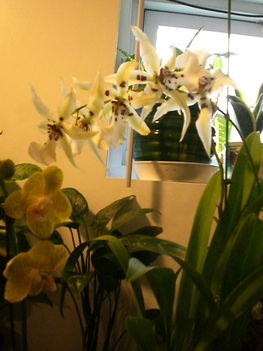 White Fairly orchidea 1