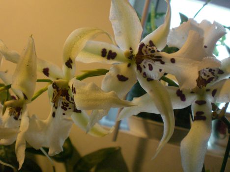 White Fairly orchidea 2