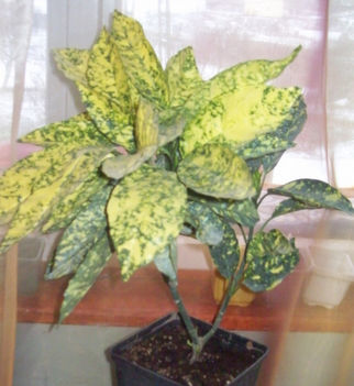 croton