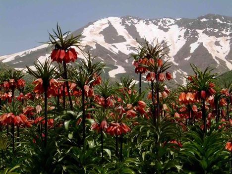 Elöl szép virágos völgy, a háttér a havas hegyek. Ez a szép kontraszt is Hakkári, Törökország