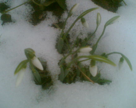 Tavasz hírnöke a hóvirág